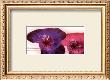Anemonen Duo I by Frauke Meszaros Limited Edition Pricing Art Print