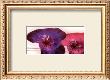 Anemonen Duo I by Frauke Meszaros Limited Edition Print