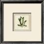 Herbes I by Vincent Jeannerot Limited Edition Print