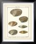 Venus Shells, Pl.281 by Denis Diderot Limited Edition Pricing Art Print
