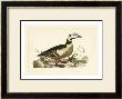 Duck Vi by John Selby Limited Edition Print