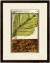 Safari Palms Ii by Jennifer Goldberger Limited Edition Pricing Art Print