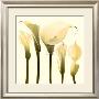 Lily Cluster by Katja Marzahn Limited Edition Print