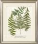 Fern Gathering I by Johann Wilhelm Weinmann Limited Edition Print