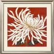 Spider Mum I by Judy Shelby Limited Edition Print