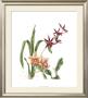 Orchid I by Pamela Shirley Limited Edition Pricing Art Print