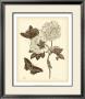 Nature Study In Sepia Iv by Maria S. Merian Limited Edition Pricing Art Print