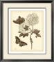 Nature Study In Sepia Iv by Maria S. Merian Limited Edition Print