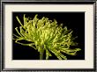 Fuji Mum Iii by Renee Stramel Limited Edition Pricing Art Print