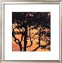 Sunset Forest Iv by M.J. Lew Limited Edition Pricing Art Print