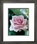 Rose I by Howard Sooley Limited Edition Print