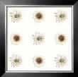 Neutral Bouquet by Jason Johnson Limited Edition Print