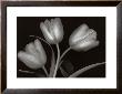 Tulips by Jan Schou Limited Edition Pricing Art Print