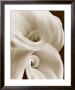 Fleur No. 1 by Sondra Wampler Limited Edition Print