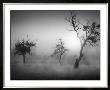 Baume Im Nebel Ii by Tom Weber Limited Edition Print