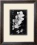 Striking Orchids Ii by Laura Denardo Limited Edition Pricing Art Print