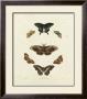 Butterflies Iii by George Wolfgang Knorr Limited Edition Print