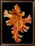 Rose Branch Murex by David Hwang Limited Edition Print