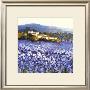 Champs D'iris, Provence by Hazel Barker Limited Edition Print