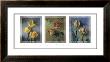 Flower Studies I by Jim Frankoski Limited Edition Print