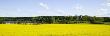 A Field Of Yellow Flowers, Castle Ruins In The Distance by Baldur Bragason Limited Edition Pricing Art Print