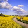 Dirt Road Passing Through A Field by Ove Eriksson Limited Edition Print