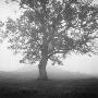 A Lone Tree In The Fog, Sweden by Martina Sjaunja Limited Edition Print