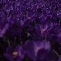 Close-Up Of Crocus Flowers by Kent Klich Limited Edition Print