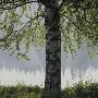 A Birch Tree, Sweden by Mikael Andersson Limited Edition Print