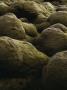 Mossy Lava Field In Iceland by Anders Ekholm Limited Edition Print