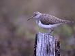 A Common Sandpiper (Actitis Hypoleucos) by Hannu Hautala Limited Edition Print