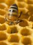 A Busy Bee In A Honeycomb by Jan Rietz Limited Edition Pricing Art Print