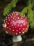 Close-Up Of A Fly Agaric Mushroom (Amanita Muscaria) by Jann Lipka Limited Edition Print