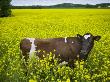 A Cow In A Meadow In Sweden by Jann Lipka Limited Edition Print