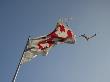 Torn Flag by Jeroen Peys Limited Edition Print