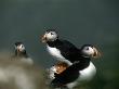 Three Puffins, Iceland by Larus Karl Ingasson Limited Edition Print