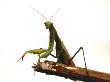 Praying Mantis by Lawatha Wisehart Limited Edition Print