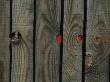 Backgrounds - Detail Of Close-Boarded Fence With Knot Holes by Natalie Tepper Limited Edition Print