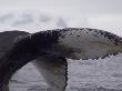 Humpback Whale, Wilhemina Bay, Antarctica by Natalie Tepper Limited Edition Print