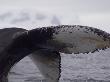 Humpback Whale, Wilhemina Bay, Antarctica by Natalie Tepper Limited Edition Print