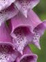 Flower Details - Digitalis-Foxglove by Richard Bryant Limited Edition Pricing Art Print