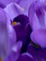 Flower Details - Crocus by Richard Bryant Limited Edition Print