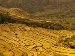 Farmers Plant Rice, Luchun, Yunnan, China by Charles Crust Limited Edition Print