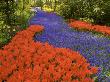 Carpet Of Purple Hyacinth, Keukenhof Gardens In Spring, Lisse, Holland by Jim Engelbrecht Limited Edition Print