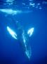 Humpback Whale, Kohala Coast, Big Island, Hawaii, Usa by Jon Cornforth Limited Edition Print