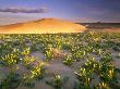 Sand Dunes At Sunrise, White Bluffs Wilderness, Washington, Usa by Jon Cornforth Limited Edition Print