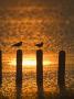 Sunset On The Laguna Madre, Texas, Usa by Larry Ditto Limited Edition Print