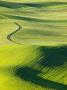 Fresh Gresh Wheat Fields Of Palouse Country, Washington State, Usa by Terry Eggers Limited Edition Print