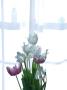 Tulipanes In White by Eloise Patrick Limited Edition Pricing Art Print