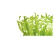 Green Bloom I by Jenny Kraft Limited Edition Print